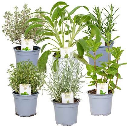 Bloomique 6x Biologische Tuinkruiden Mix ?9 ?10 15