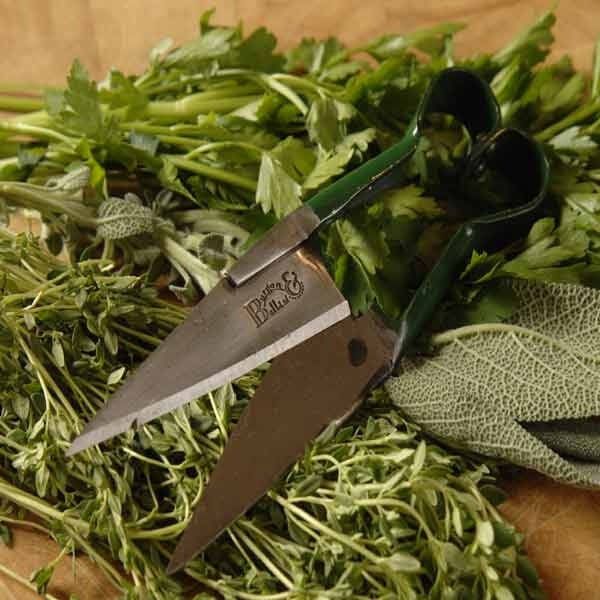 Koeman Flowerbulbs Kruidenschaar Burgon en Ball